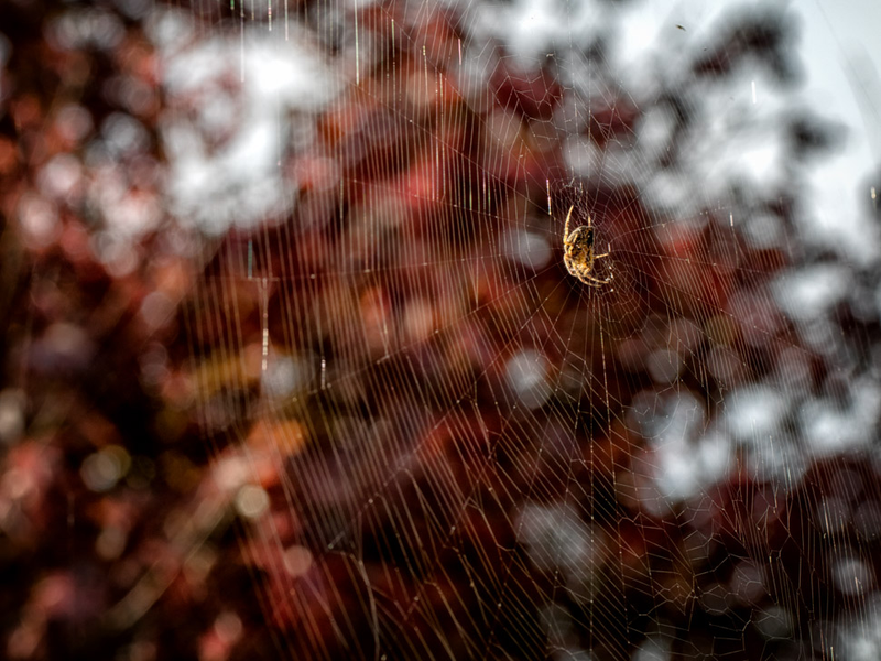 Illustration for article titled 48 Photos Of Autumn Around The World
